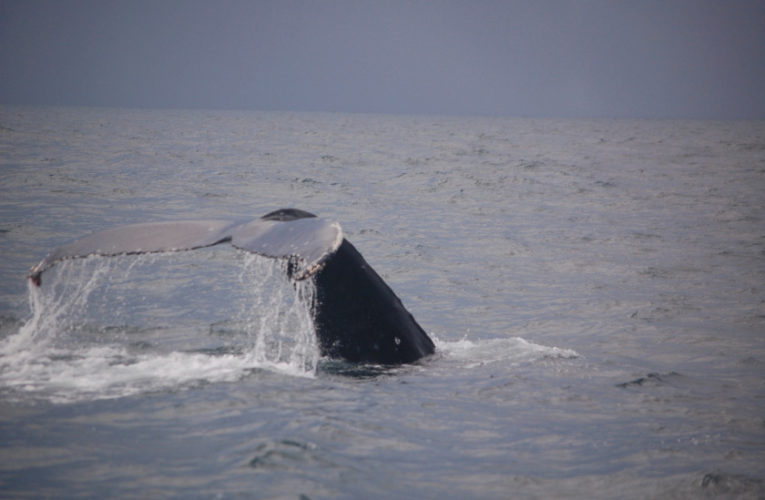 Baton Rouge: A glimpse of hope? CBD and PTSD.