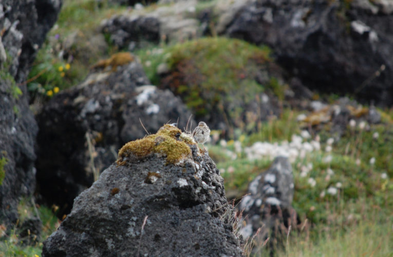 Baton Rouge: Post-school holidays re-set. PTSD self-scan.