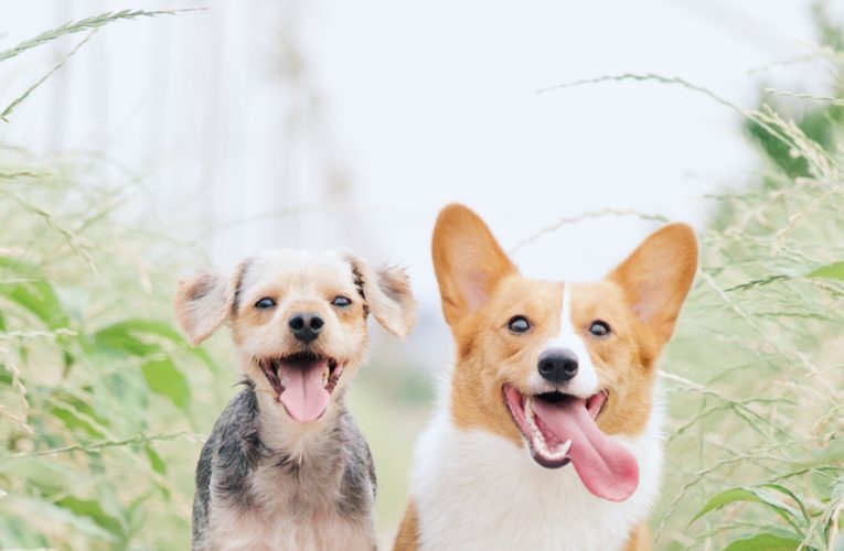 Preventing Home Dog Fights in Baton Rouge